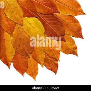 Buntes Herbstlaub isolierten auf weißen Hintergrund Stockfoto