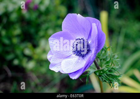 Nahaufnahme von blaue Mohn Anemonenblume im Garten. Stockfoto