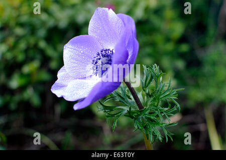 Nahaufnahme von blaue Mohn Anemonenblume im Garten. Stockfoto