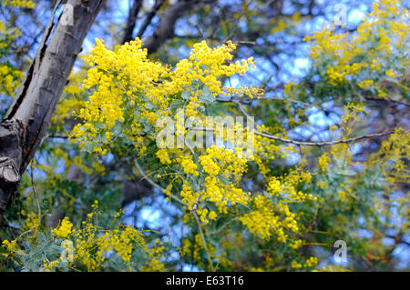 Nahaufnahme eines gelben Flechtwerk Australian native Baum kulturellen Wahrzeichen Akazienblüten Stockfoto