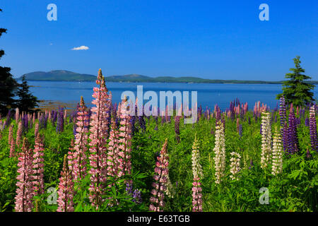 Bereich der Lupine, Blick auf Mount Desert Island, Sorrento, Maine, USA Stockfoto