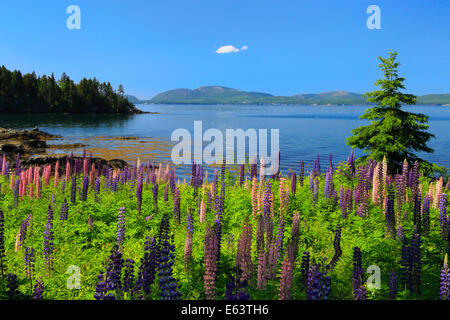 Bereich der Lupine, Blick auf Mount Desert Island, Sorrento, Maine, USA Stockfoto