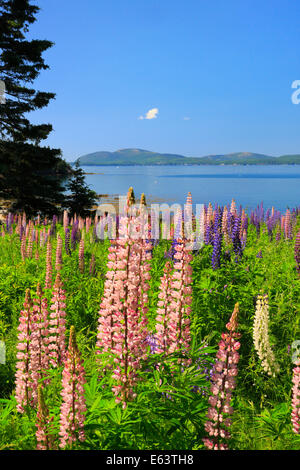 Bereich der Lupine, Blick auf Mount Desert Island, Sorrento, Maine, USA Stockfoto