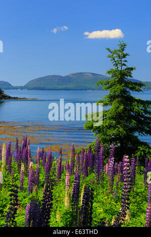 Bereich der Lupine, Blick auf Mount Desert Island, Sorrento, Maine, USA Stockfoto