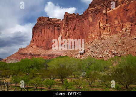 Historische Gärten und Sandsteinfelsen in Fruita, Capitol Reef National Park, Utah, USA Stockfoto