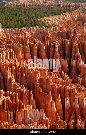 Hoodoos im Bryce Amphitheater, Blick auf Sunset Point und Navaho Trail vom Inspiration Point, Bryce Canyon National Pa Stockfoto