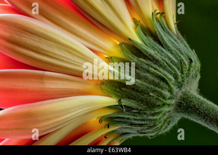 Detailansicht einer Gerbera Daisy Stockfoto