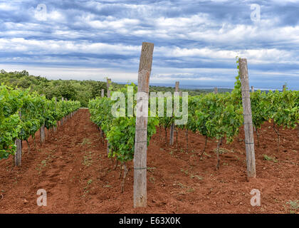 Kräuter-Park Aromatica Weinberge in Ballen (Istrien), Kroatien Stockfoto