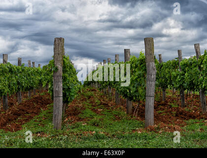 Kräuter-Park Aromatica Weinberge in Ballen (Istrien), Kroatien Stockfoto