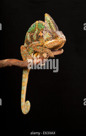 Eine verschleierte Chamäleon, Chamaeleo calyptratus Stockfoto