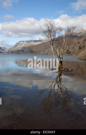 Baum des Llyn Padarn Stockfoto