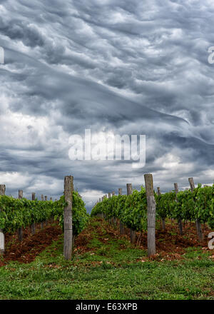 Kräuter-Park Aromatica Weinberge in Ballen (Istrien), Kroatien Stockfoto