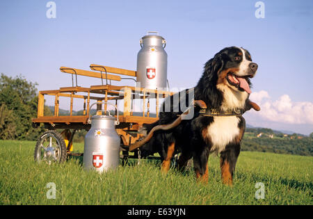 Berner Sennenhund ziehen Karren mit Milchkannen. Stockfoto