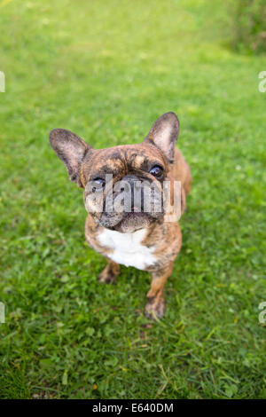 Französische Bulldogge, aufmerksam Stockfoto