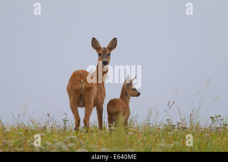 Reh (Capreolus Capreolus). Damhirschkuh mit Kitz auf einer Wiese. Schweden Stockfoto