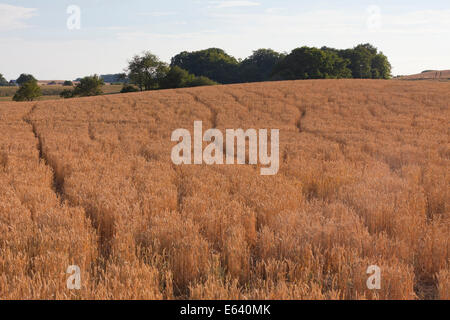 Rothirsch (Cervus Elaphus). Spuren in einem Kornfeld. Deutschland Stockfoto