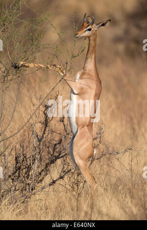 Gerenuk (Litocranius Walleri), männliche Fütterung auf Bush. Samburu National Reserve, Kenia Stockfoto