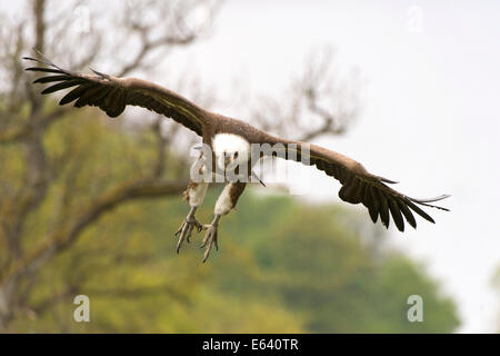 Gänsegeier (abgeschottet Fulvus) Landung Ansatz, Edersee Zoo, Edertal Tal, Nordhessen, Hessen, Deutschland Stockfoto