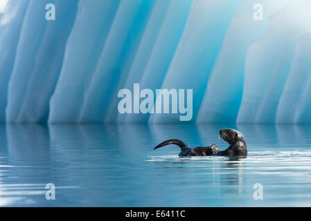 Seeotter (Enhydra Lutris) vor einem Eisberg, College Fjord, Prince William Sound, Alaska Stockfoto