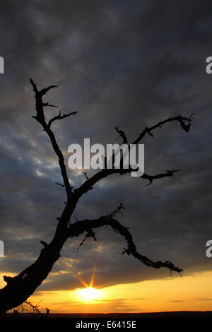 Ein Alter knorriger Baum verzweigt sich vor einem stürmischen Texas Sonnenuntergang. Stockfoto