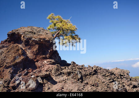 Kanarische Kiefer (Pinus Canariensis) wächst auf Lava Felsen, UNESCO-Weltkulturerbe Nationalpark Teide, Teneriffa Stockfoto