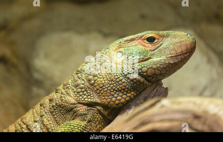 Guyana Kaiman Echse (Dracaena Guianensis), gefangen Stockfoto