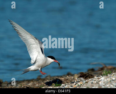 Seeschwalbe (Sterna Hirundo). Erwachsenen bei der Landung Ansatz zu Küken mit Nahrung im Schnabel. Deutschland Stockfoto