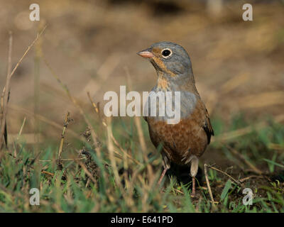 Cretzschmars Bunting (Emberiza Caesia) im Rasen stehen. Griechenland Stockfoto