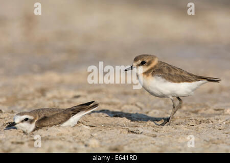 Seeregenpfeifer (Charadrius Alexandrinus). Zu zweit am Nest. Niederlande Stockfoto