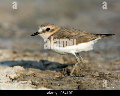 Seeregenpfeifer (Charadrius Alexandrinus). Einzelne Erwachsene stehen am Strand. Niederlande Stockfoto