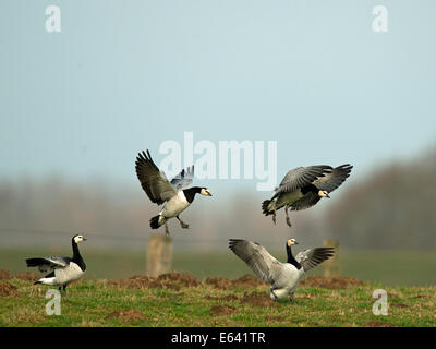 Weißwangengans (Branta Leucopsis). Vier Erwachsene bei der Landung Ansatz. Niederlande Stockfoto