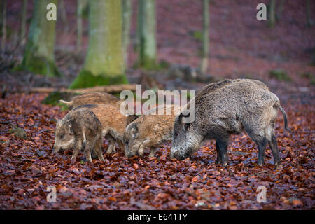 Wildschwein (Sus Scrofa). Weibchen mit jungen auf Nahrungssuche in Laubstreu. Deutschland Stockfoto