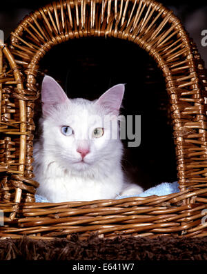 Türkisch Van. Weiße Katze mit Augen verschiedener Farbe in einem Weidenkorb. Deutschland Stockfoto
