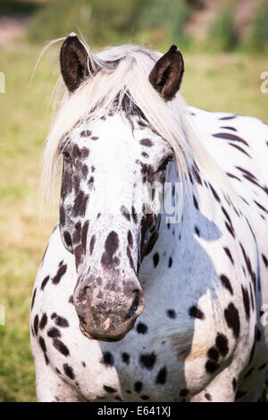 Noriker. Porträt eines Erwachsenen Leopard gesichtet. Österreich Stockfoto