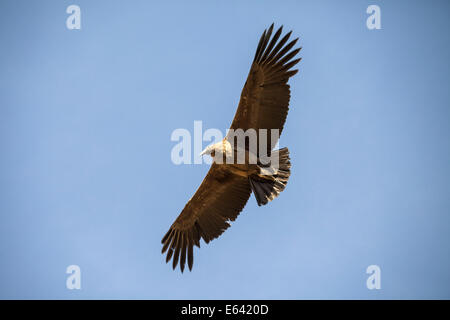 Fliegende Andenkondor über Colca Canyon, Peru, Südamerika Stockfoto