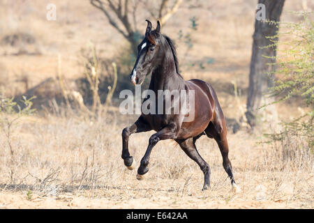 Marwari Pferde. Schwarze Stute galoppiert in der Wüste. Indien Stockfoto