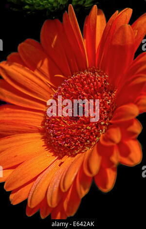 große offene orange Gerbera Blume Stockfoto