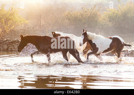 Marwari Pferde. Drei Skewbal Stuten zu Fuß durchs Wasser. Indien Stockfoto