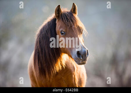 Amerikanische Minipferd. Portrait eines alten Stute. Indien Stockfoto