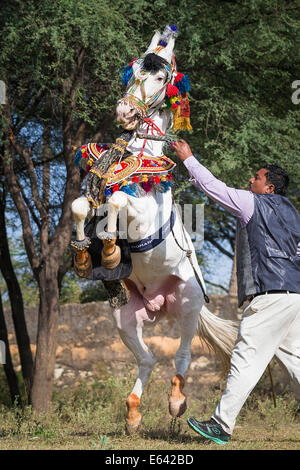 Marwari Pferde. Grauer Hengst im schönen Geschirr Durchführung eine Courbette in der Hand. Traditionelle Pferd Tanz, Indien Stockfoto