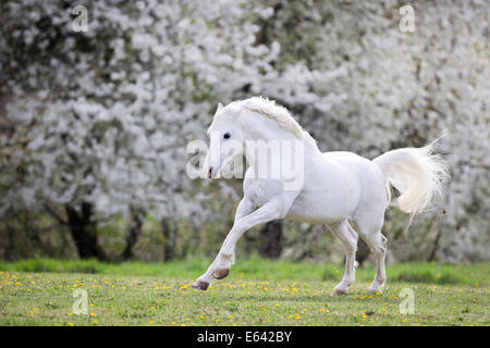 Deutsche Pony reiten. Graue Wallach im Galopp auf einer Weide im Frühling. Deutschland Stockfoto