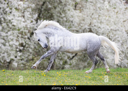 Deutsche Pony reiten. Graue Wallach im Galopp auf einer Weide im Frühling. Deutschland Stockfoto