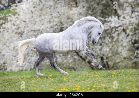 Deutsche Pony reiten. Graue Wallach im Galopp auf einer Weide im Frühling. Deutschland Stockfoto