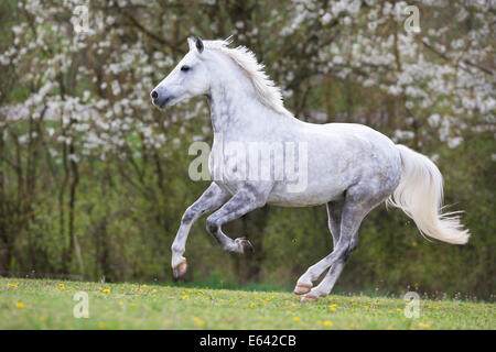 Deutsche Pony reiten. Graue Wallach im Galopp auf einer Weide im Frühling. Deutschland Stockfoto