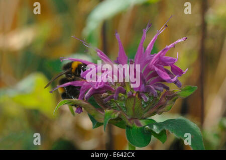 Ein Buff-Tailed Hummel, auf eine lila Blume. Stockfoto