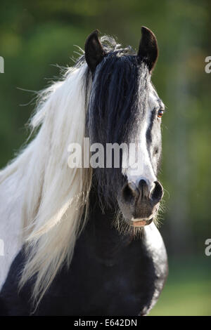 Gypsy Vanner Pferd. Porträt des gescheckten Hengst. Deutschland Stockfoto
