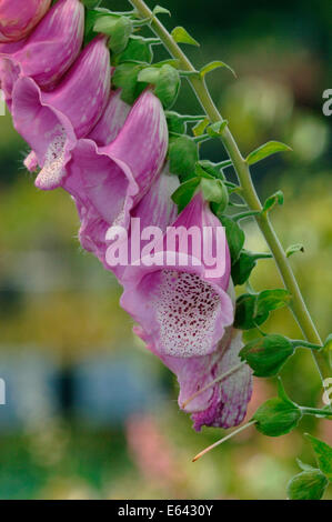 Digitalis purpurea. Stockfoto