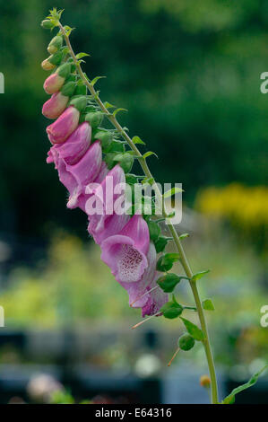 Digitalis purpurea. Stockfoto