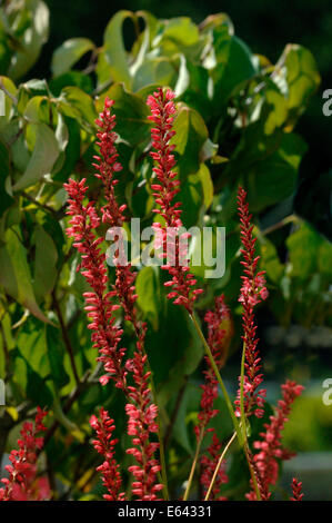 Persicaria Blumen Stockfoto