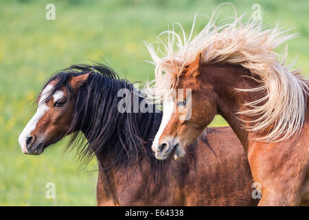 Welsh Mountain Pony und Welsh Cob. JTwo Pferde auf einer Weide Streitereien. Deutschland Stockfoto